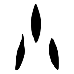 小_金文
